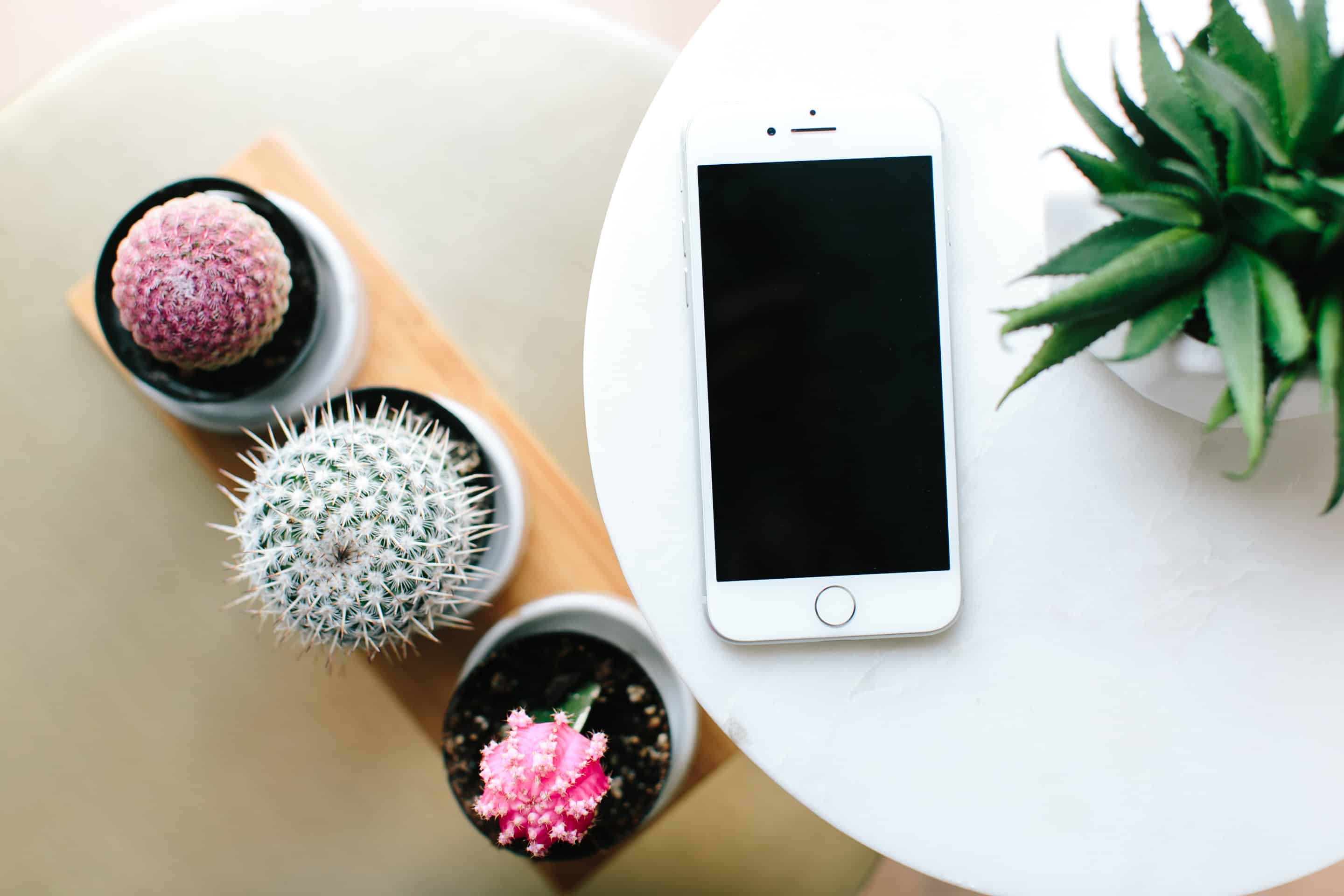Mobile phone sitting on white desk next to variations of pink and green cactuses