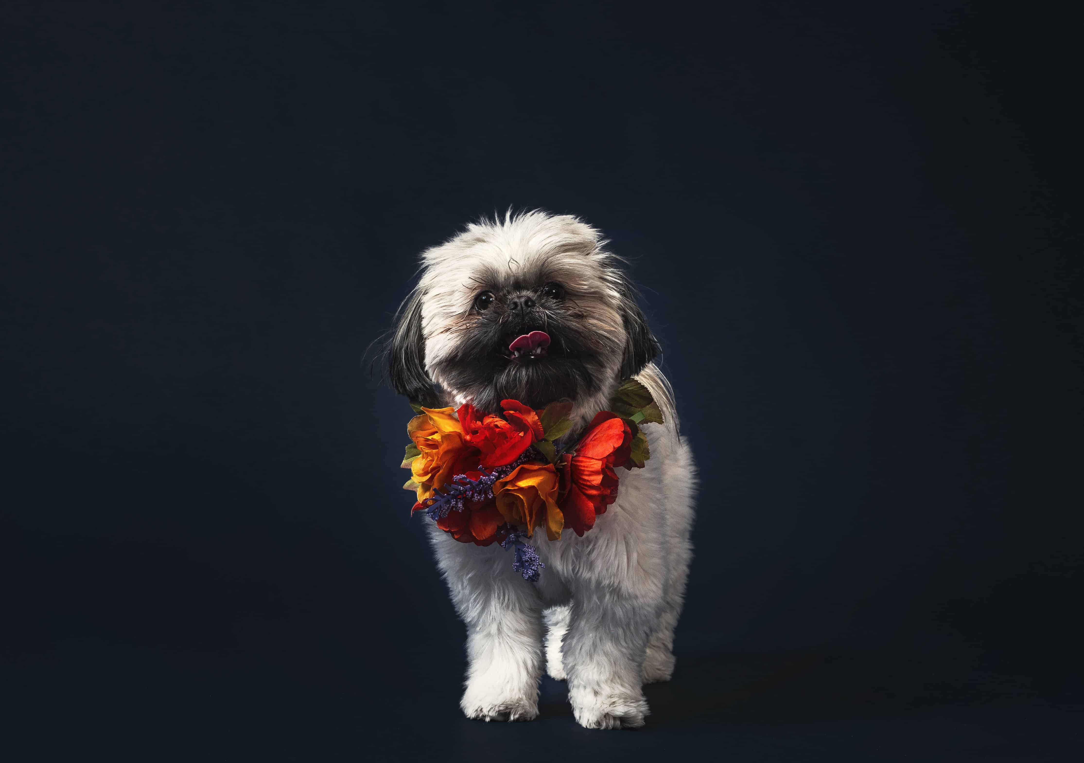 A fluffy dog wearing a necklace of flowers implying pet at wedding